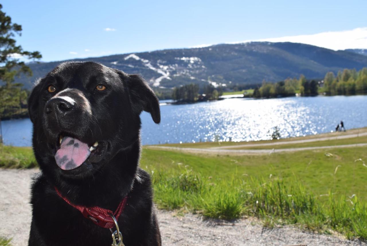 Fjellblikken Sinnes